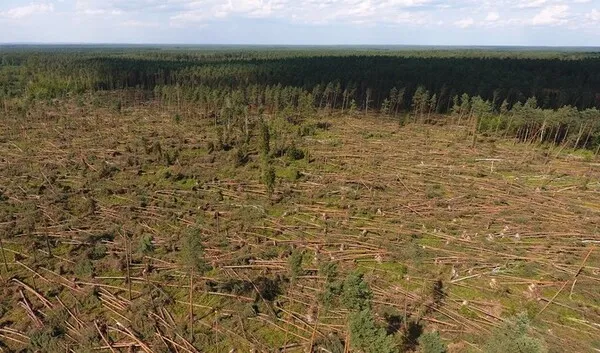 Lasy Państwowe przeznaczą 35 mln złotych na pomoc prywatnym właścicielom lasów, które ucierpiały po przejściu